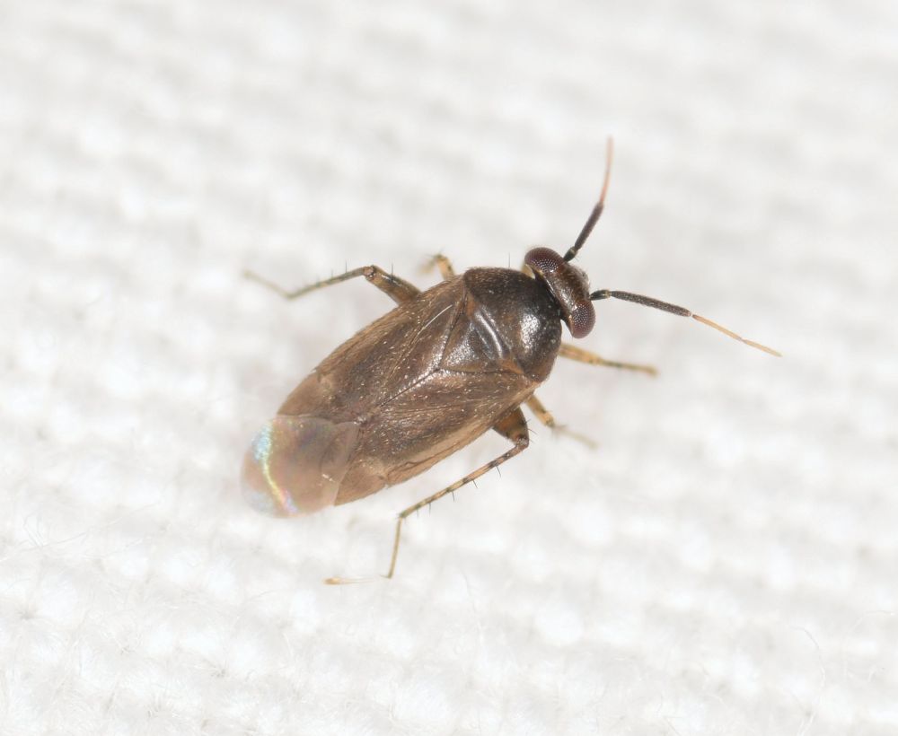 Miridae: Campylomma vendicarinum Carapezza, 1991